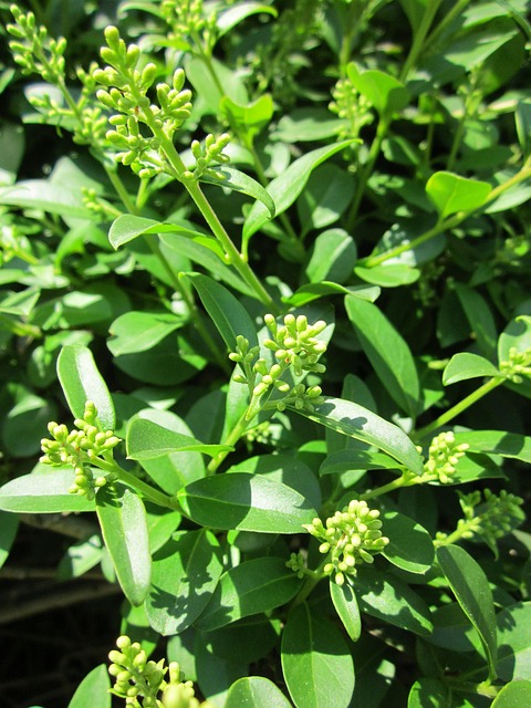 Ligustrum Vulgare, Ligustro Selvatico