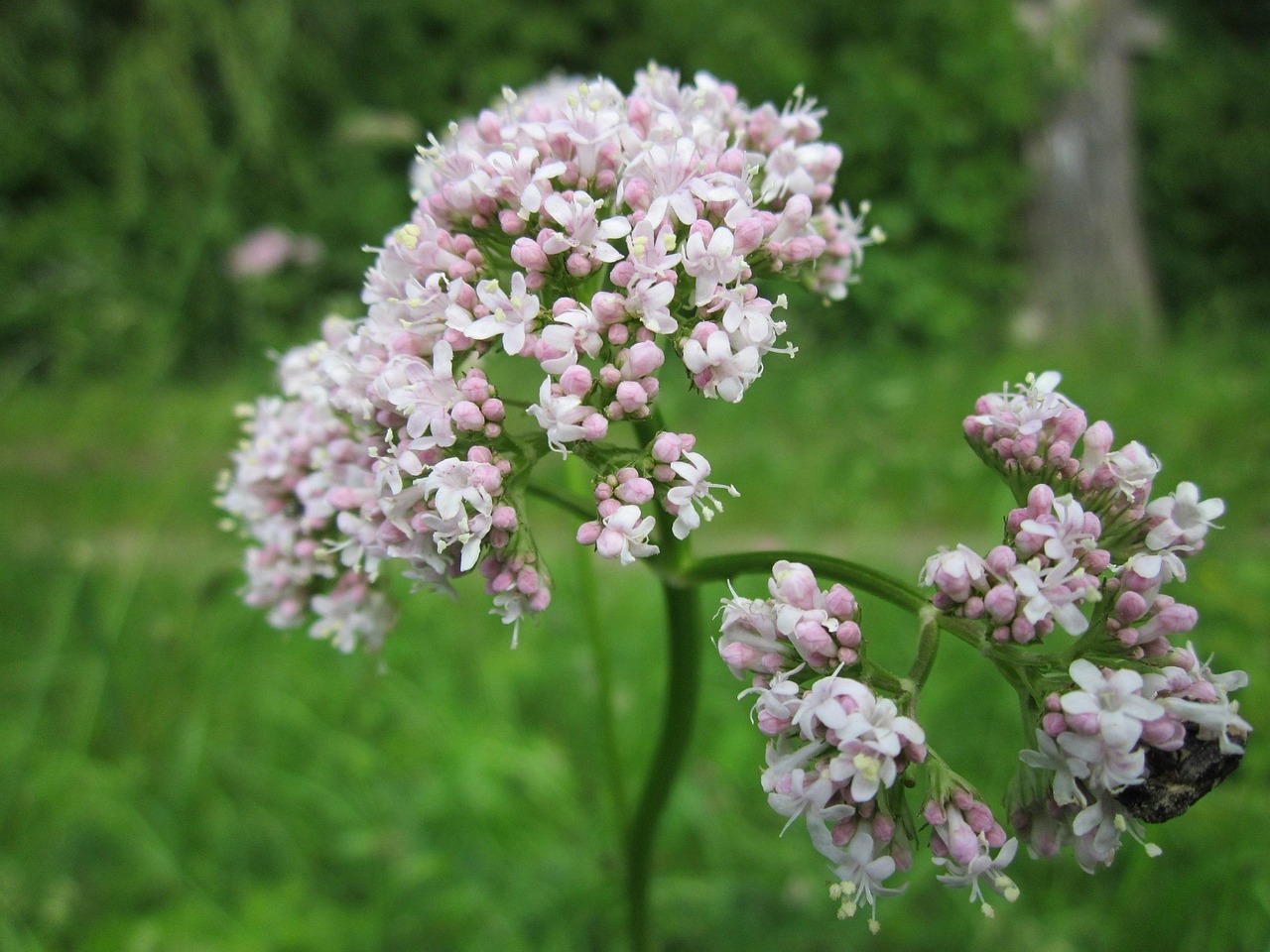 Valeriana Officinalis Garden Free Photo On Pixabay Pixabay