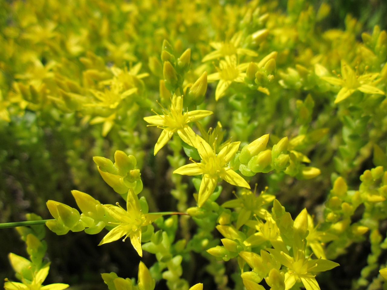 Sedum Acre Goldmoss Stonecrop Free Photo On Pixabay Pixabay