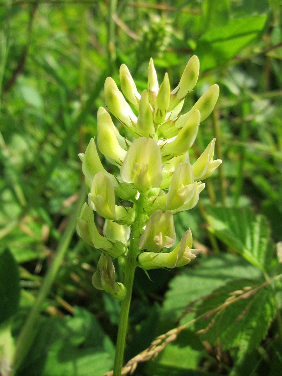 Astragalus Glycophyllos Liquorice Free photo on Pixabay Pixabay