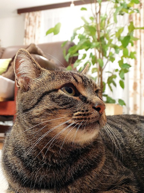 Free Cat Domestic Cat photo and picture