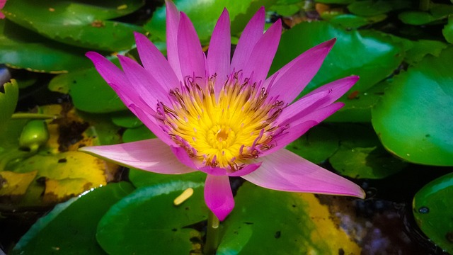 Free Lotus Flower photo and picture