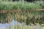 elde müritz channel, neustadt-glewe, channel