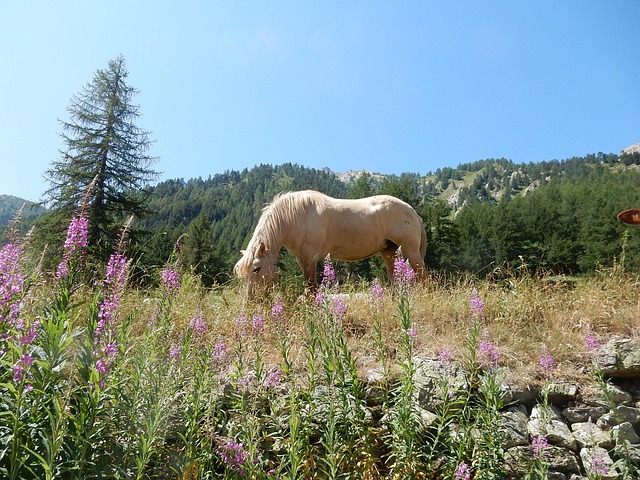 Free Horse Pasture photo and picture
