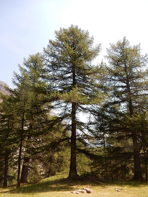 Free Tree Forest photo and picture