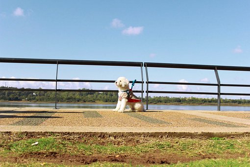 Cachorro, Bicho De Estimação, Animal