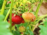 strawberries, strawberry, fruit