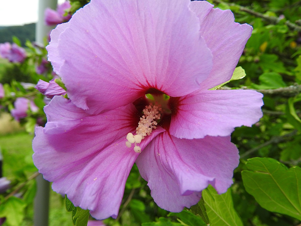 1+ Free Alcearosea & Flower Images - Pixabay