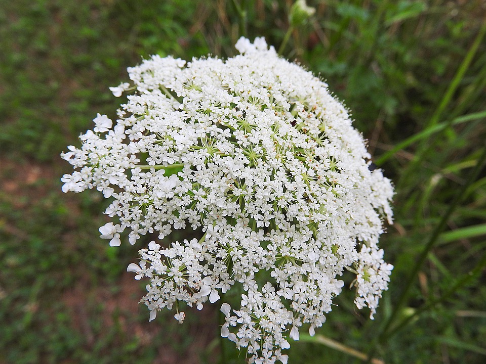 elderflower norsk elderflower norsk