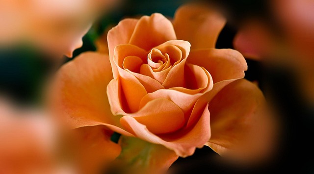 Free Rose Flower Background photo and picture