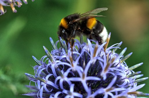 Free Bee Flower Background photo and picture