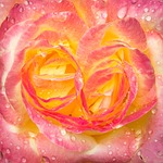 rose, drip, blossom