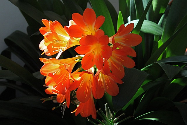 Free Clivia Flower photo and picture