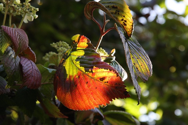 Free Leaves Autumn photo and picture