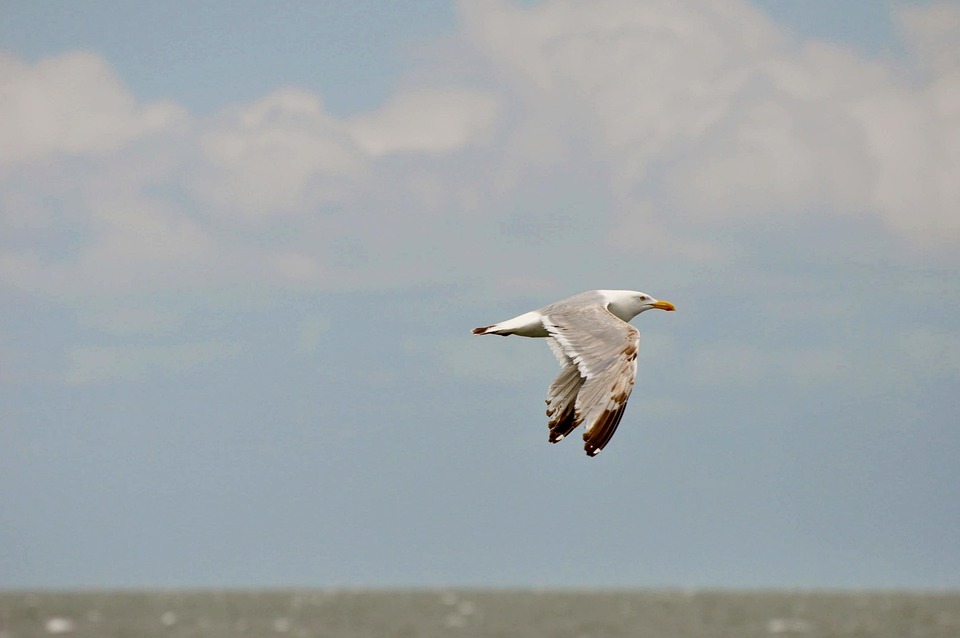飞行中的鸟 飞行 海鸥 - Pixabay上的免费照片 - Pixabay