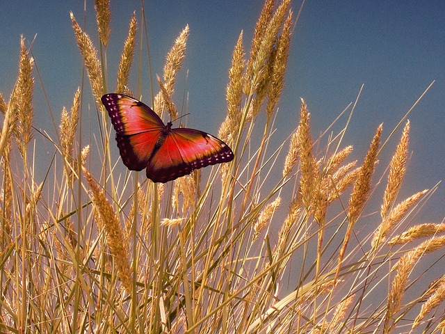 Free grain stalks nature illustration