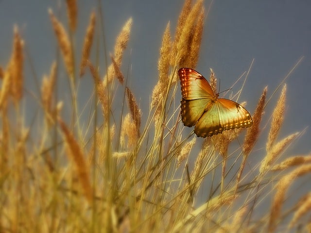 Free grain stalks nature illustration