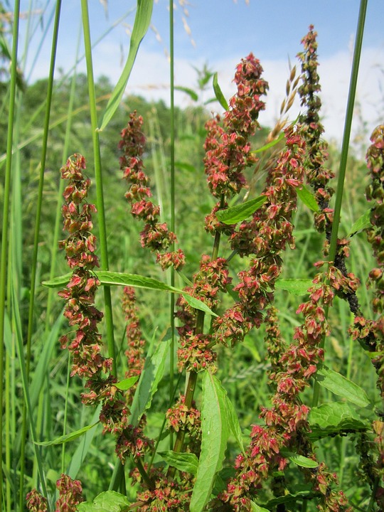 Rumex Obtusifolius Broad-Leaved - Free photo on Pixabay