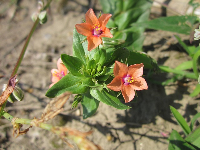 Free Lysimachia Arvensis Red Pimpernel photo and picture