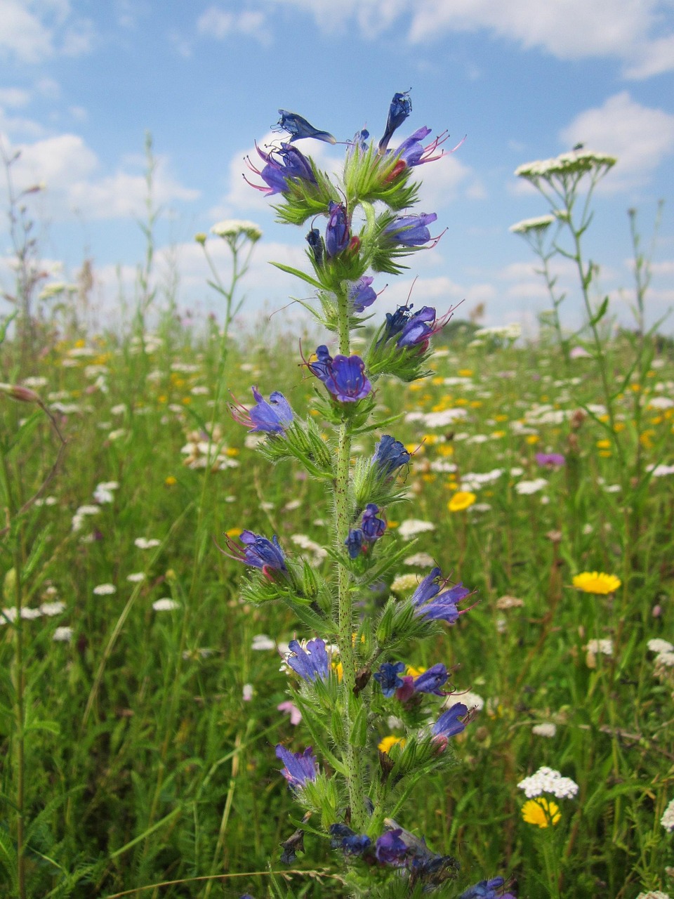 echium-vulgare-bugloss-de-v-bora-foto-gratis-en-pixabay-pixabay