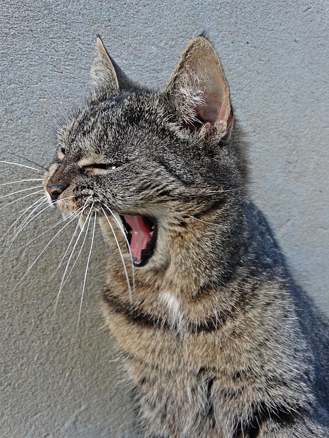 Free Cat Pets photo and picture