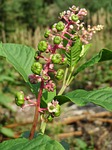 phytolacca americana, american pokeweed, pokeweed
