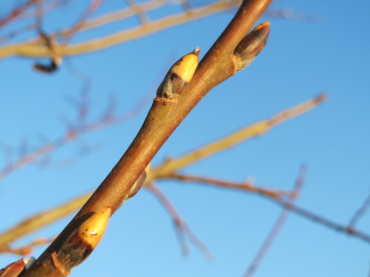 What Does Salix Caprea Look Like? – JXLHA