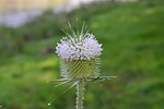 cocklebur, nature, herb