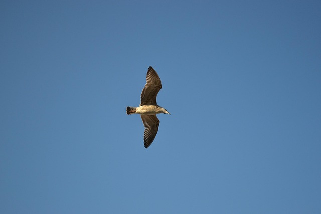 Free Seagull Bird photo and picture
