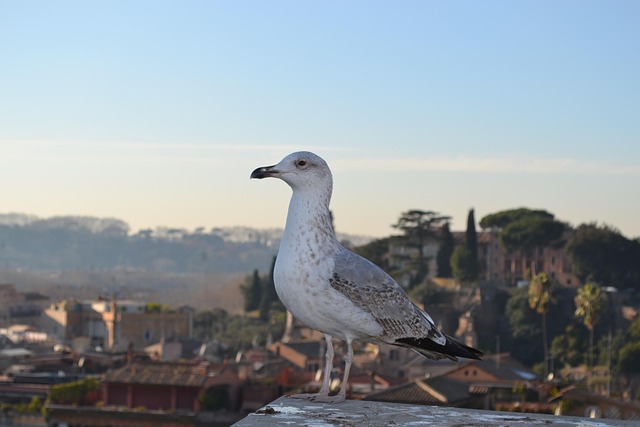 Free Seagull Bird photo and picture