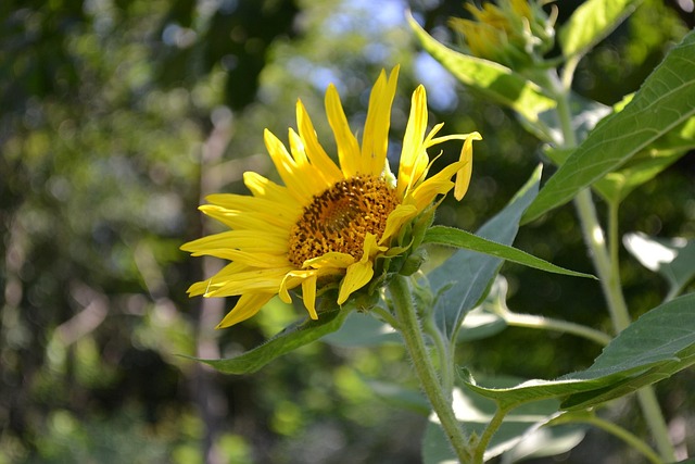 Free Sunflower Flower photo and picture