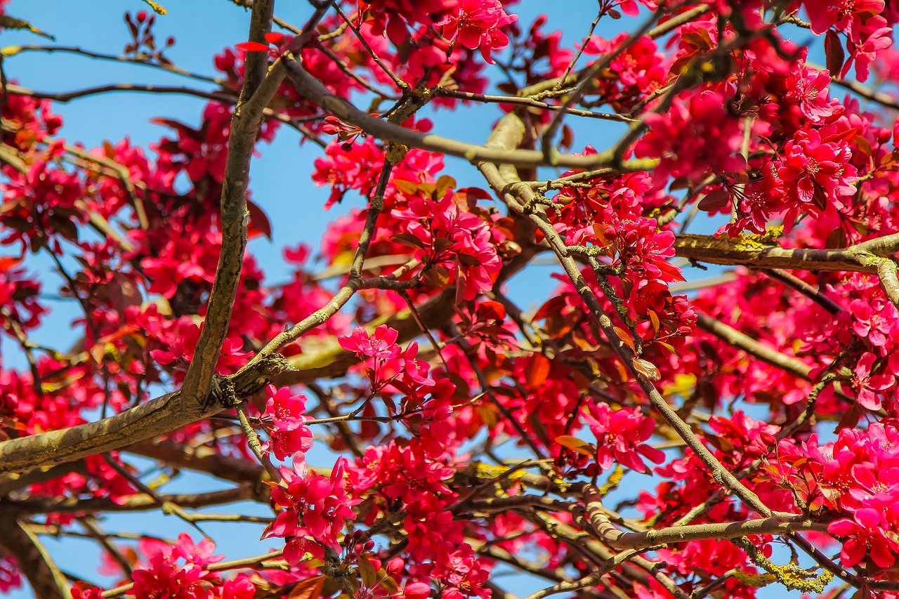 一颗树 Priroda 分支 - Pixabay上的免费照片 - Pixabay