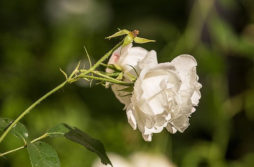 Rose, Hvid, Sommer, Blomst Baggrund