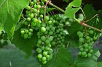 bunch of grapes, fruit, wine