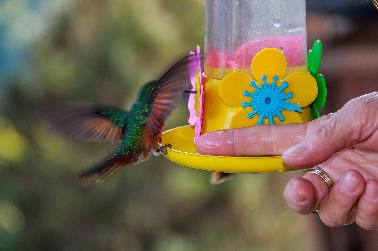 Hummingbird Finger Hummingbird Finger - Free photo on Pixabay