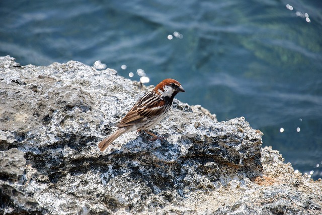 Free Pilfink Bird photo and picture