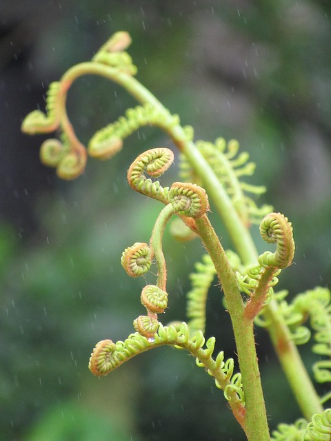 Free Fiddle Head Fern photo and picture