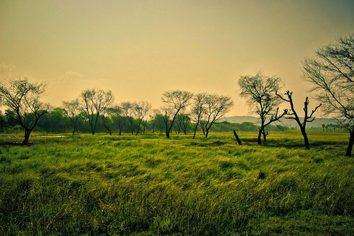 Free Green Scenery photo and picture