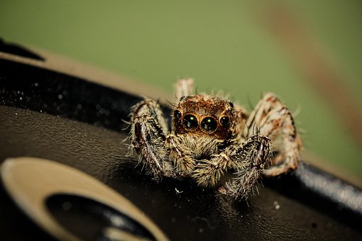 Free Spider Macro photo and picture