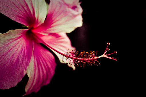 Free Flower Pink photo and picture