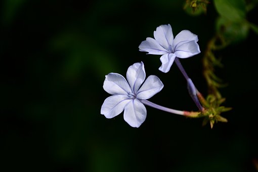Free Flower Lavender photo and picture