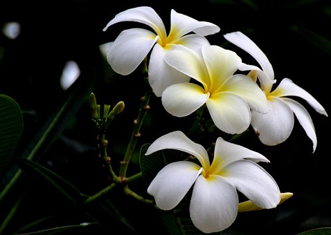 Free White Flower photo and picture