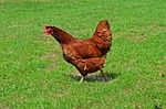 domestic hen, bird, egg