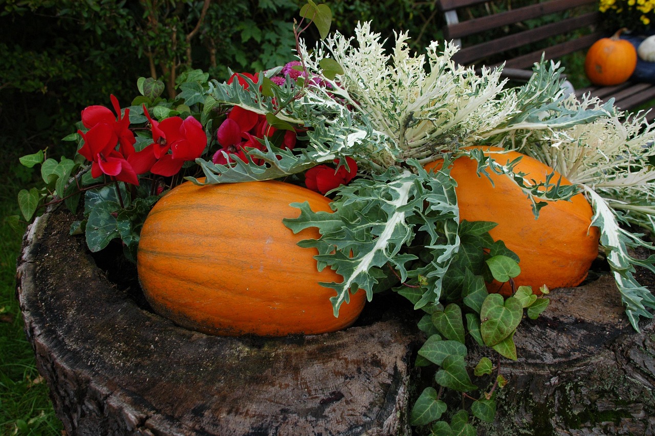 Pumpkin Garden Fall Autumn - Free photo on Pixabay - Pixabay