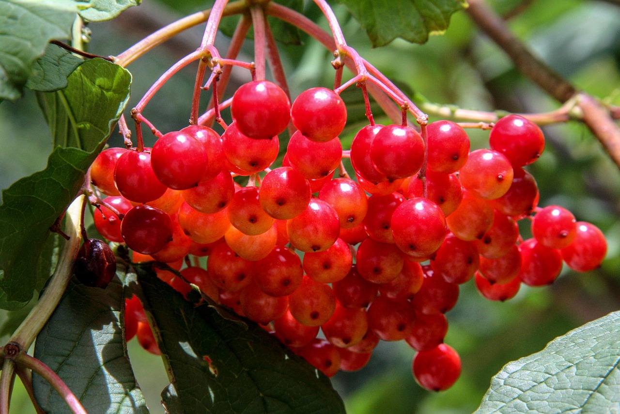 Red Snowball Snowball Berry Red - Free photo on Pixabay - Pixabay
