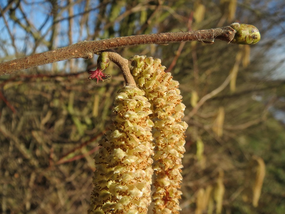 NOISETIER CORYLUS AVELLANA visual data 7