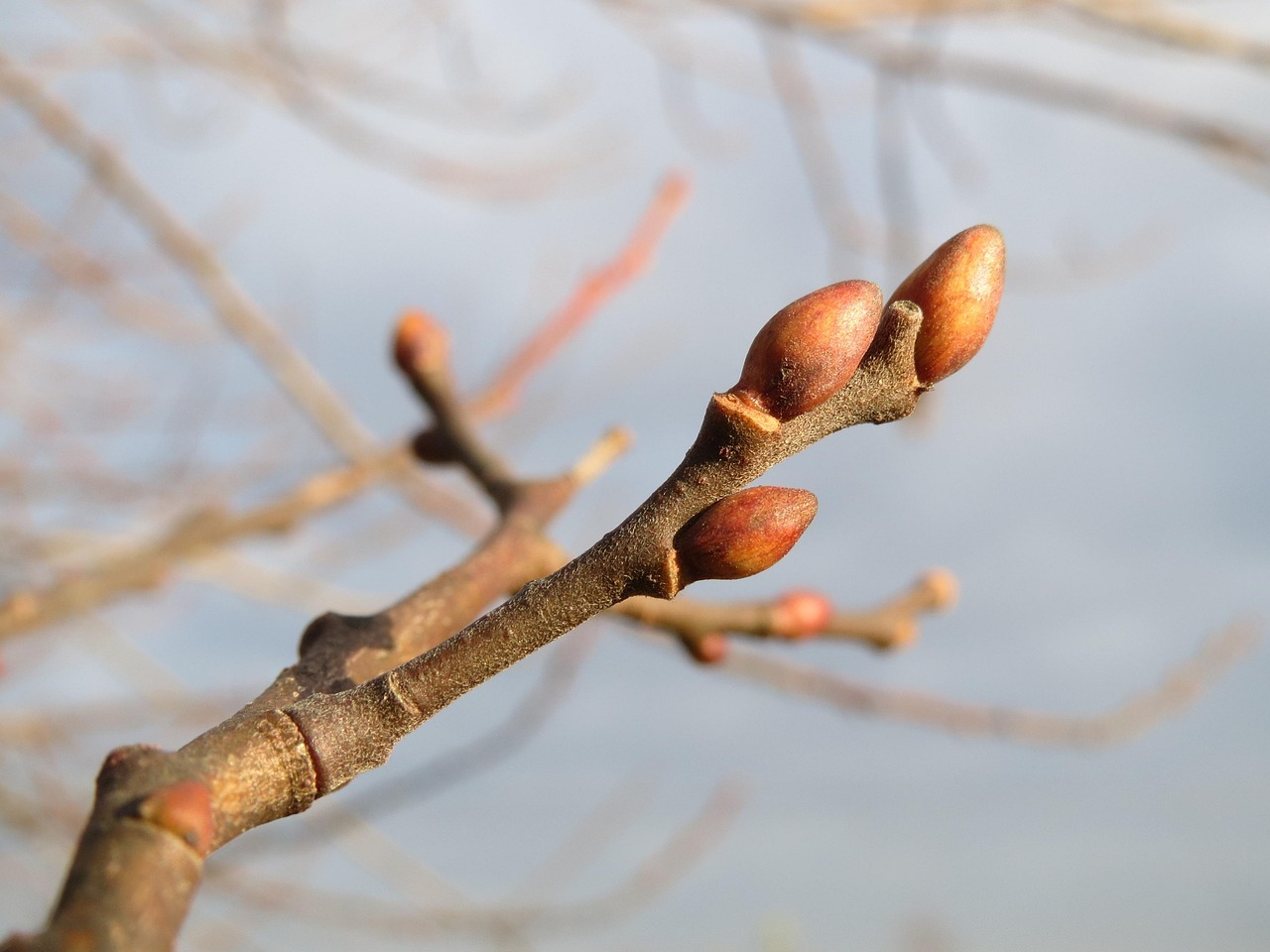 Salix Caprea Sauce De Cabra Pussy - Foto gratis en Pixabay