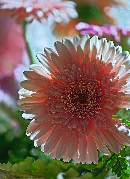 非洲菊 花 植物 - Pixabay上的免费照片 - Pixabay