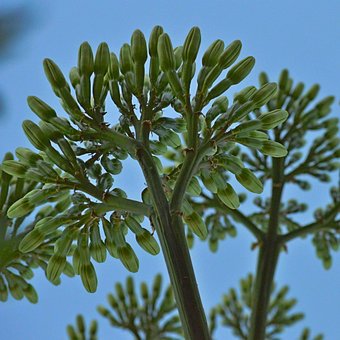 Free Agave Flower photo and picture