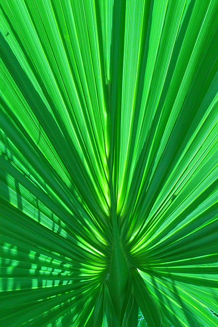 Free Palm Green photo and picture